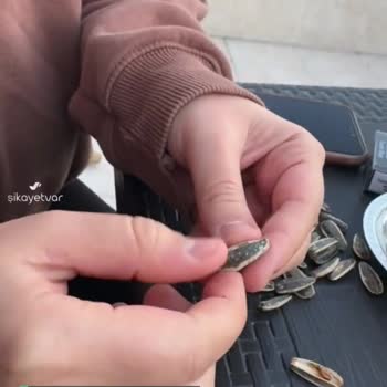 Çerezya'dan Böcek Çıktı