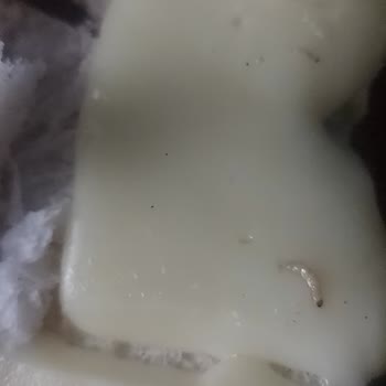 BİM Çekirge Mağazasındaki Kaşarda Canlı Kurt Görülmesi Gıda Hijyeninde Ciddi Sorun