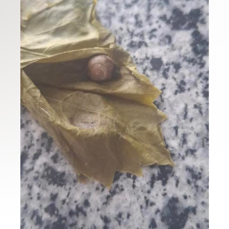 Sümüklü Böcekli Ve Kalitesiz Asma Yaprağı Salamuraya İade Talebi, Satıcı İletişimi Kesildi