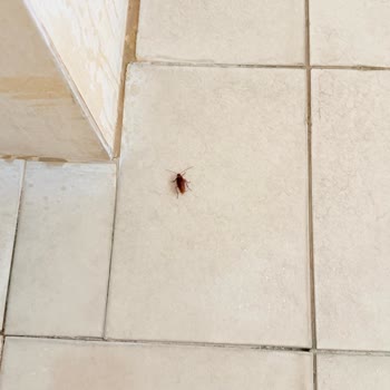 F3 Villasında Haşere Ve Temizlik Sorunları Nedeniyle Ücret İadesi Talebi