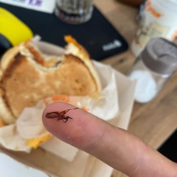 Hamburgerde Böcek, Köfteci Yusuf Hijyen Skandalı Ve Yemeksepeti Destek Yok