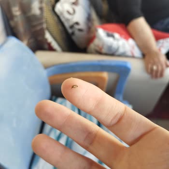 İndomie Noodle’da Böcek Tespiti Hijyen Ve Sağlık Endişesi