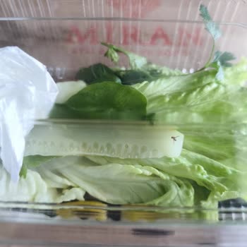 GetirYemek Miran Etli Ekmek Ve Köfte'den Salata İçinde Sinek Sorunu