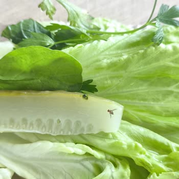 GetirYemek Miran Etli Ekmek Ve Köfte'den Salata İçinde Sinek Sorunu