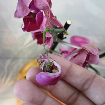 Solmuş Ve Eksik Orkide Teslim Edildi, Değişim Ve Özür Talep Ediliyor