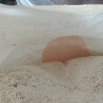 Tam Buğday Ununda Ölü Güve Tespiti
