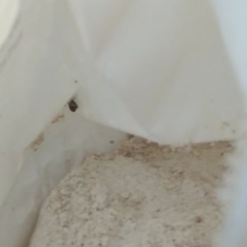 Tam Buğday Ununda Ölü Güve Tespiti