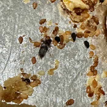 Kuru Pastada Böcek Bulunması Gıda Güvenliğini Tehdit Ediyor