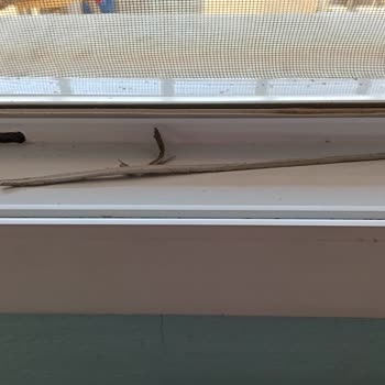 Deforme Olan Pencere Lastikleri Ve Dolgu Malzemesi Nedeniyle Rüzgar Sızıntısı Ve Gürültüsü