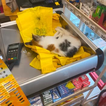 Şok Market Çekmeköy Şubelerinde Hijyen İhlali: Kasada Ve Raflarda Sokak Kedileri