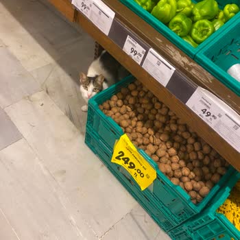 Şok Market Çekmeköy Şubelerinde Hijyen İhlali: Kasada Ve Raflarda Sokak Kedileri