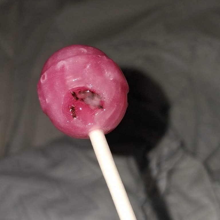 Lollipop Paketi İçinde Karınca Bulunması Hijyen Endişesi Ve Açıklama Talebi