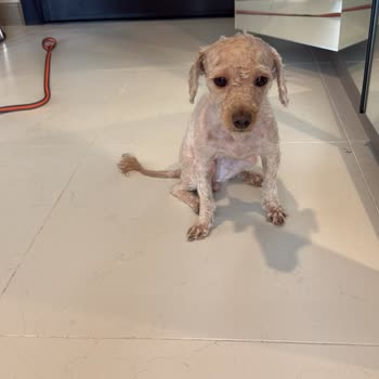 Köpeğime Onaysız Sıfıra Yakın Tıraş Ve Saygısız Davranış