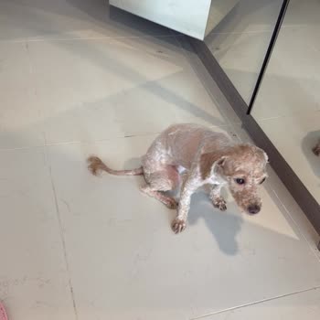 Köpeğime Onaysız Sıfıra Yakın Tıraş Ve Saygısız Davranış