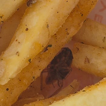 Popeyes'te Böcekli Yemek Ve Eksik İade Talebi