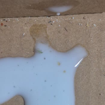 Ayran İçinde Böcek Bulunması Gıda Güvenliği Endişesi