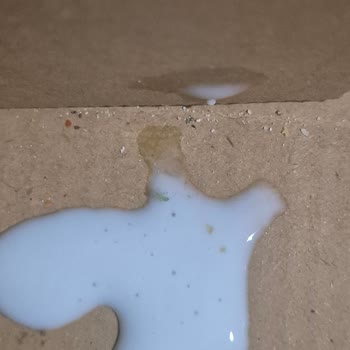 Ayran İçinde Böcek Bulunması Gıda Güvenliği Endişesi