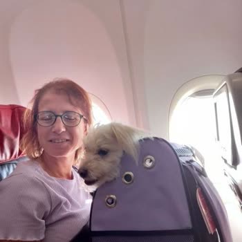 Ajet’te Köpek Çantası Onayı Reddi Ve Uçuş İptali