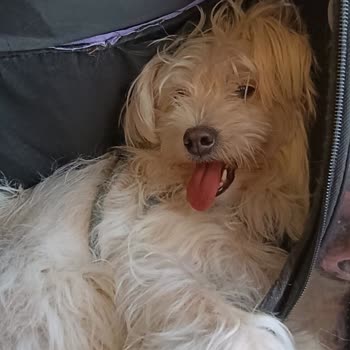 Ajet’te Köpek Çantası Onayı Reddi Ve Uçuş İptali