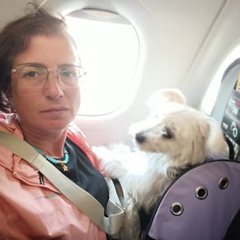 Ajet’te Köpek Çantası Onayı Reddi Ve Uçuş İptali