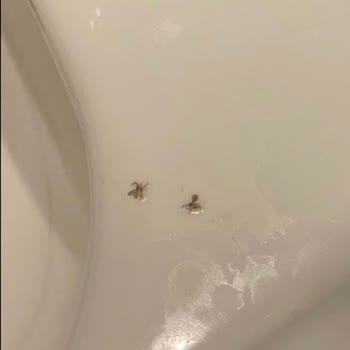 Kapora Ödendi, Bungalov Dolu Ve Hijyen Sorunları