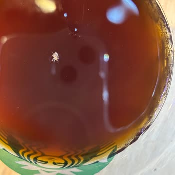 Starbucks Görükle Şubesinde Yabancı Madde Bulunan Buzlu Americano Ve Cevapsız Şikayet