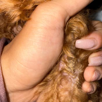 Perla Pet Kuaför Ödediğim Yüksek Tıraş Ücretinin Karşılığını Alamadım