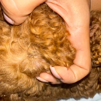 Perla Pet Kuaför Ödediğim Yüksek Tıraş Ücretinin Karşılığını Alamadım