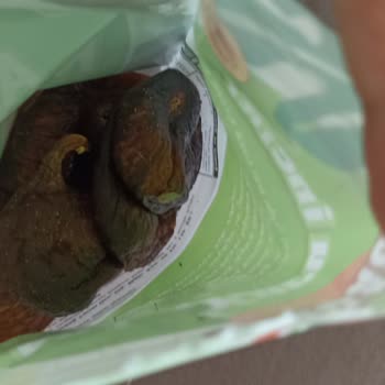 Migros Kuru İncir Ürününde Böcek Ve Çürüme Sorunu