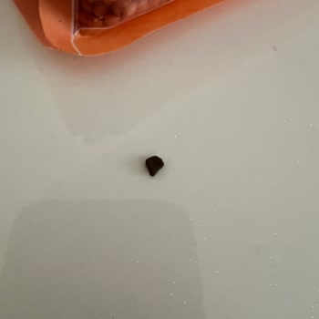 Hasata Kırmızı Mercimekte Taş Çıkması Güvenimi Sarsıyor