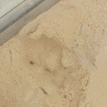 Böceklenmiş Galeta Unu Raflarda Satılıyor Ve Gıda Güvenliği Tehlikeye Atılıyor