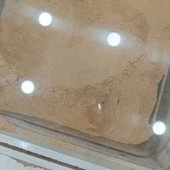 Böceklenmiş Galeta Unu Raflarda Satılıyor Ve Gıda Güvenliği Tehlikeye Atılıyor