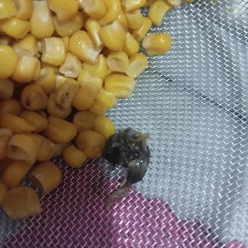Tukaş Konserve Mısırda Böcek Bulunması: Hijyen Skandalı Ve Cevapsız Şikayet