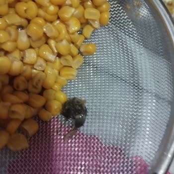 Tukaş Konserve Mısırda Böcek Bulunması: Hijyen Skandalı Ve Cevapsız Şikayet