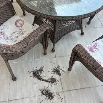 Bellona Rattan Koltuk Ve Masada Kırılma Ve Dökülme Sorunu