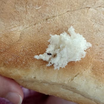 Çukurova Belediyesi Halk Ekmek Satış Noktasından Aldığım Ekmeklerin İçinden Böcek Çıkıyor
