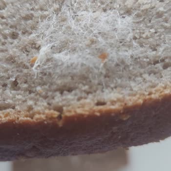 Küflü Ekmek Teslimatı Ve İade Talebi