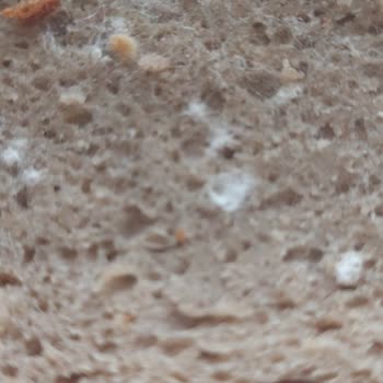Küflü Ekmek Teslimatı Ve İade Talebi