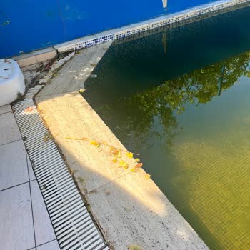 Başkasının Oda Kartı Ve Kirli Havuz: Güvenlik Ve Hijyen İhlali