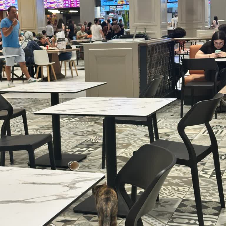 Hiltawn AVM’de Kedilerin Yemek Alanını Kirletmesi Ve Çocuk Tuvaletlerinin Hijyen Eksikliği