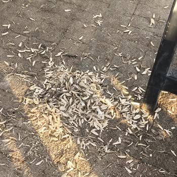 Karatay Sedirler Parklarındaki Çöp Dolu Ortam Ve Kırık Kamelyalar Acil Çözüm Bekliyor