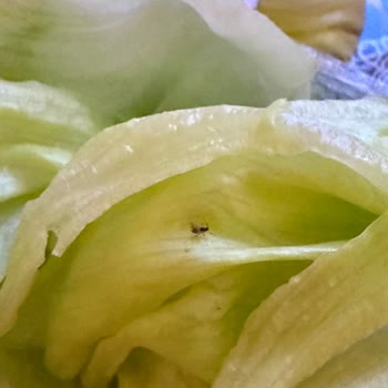 Siparişimde Böcekli Yeşillik Ve İşletmenin İlgisiz Tutumu