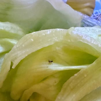 Siparişimde Böcekli Yeşillik Ve İşletmenin İlgisiz Tutumu