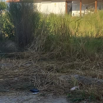 Özdere Mahallesi 1060. Sokakta Çöp Alınmaması Ve Temizlik Eksikliği
