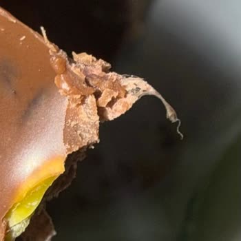 Tambol Antep Fıstıklı Sütlü Çikolata İçinde Plastik Parça Bulunması Ve Cevap Almama