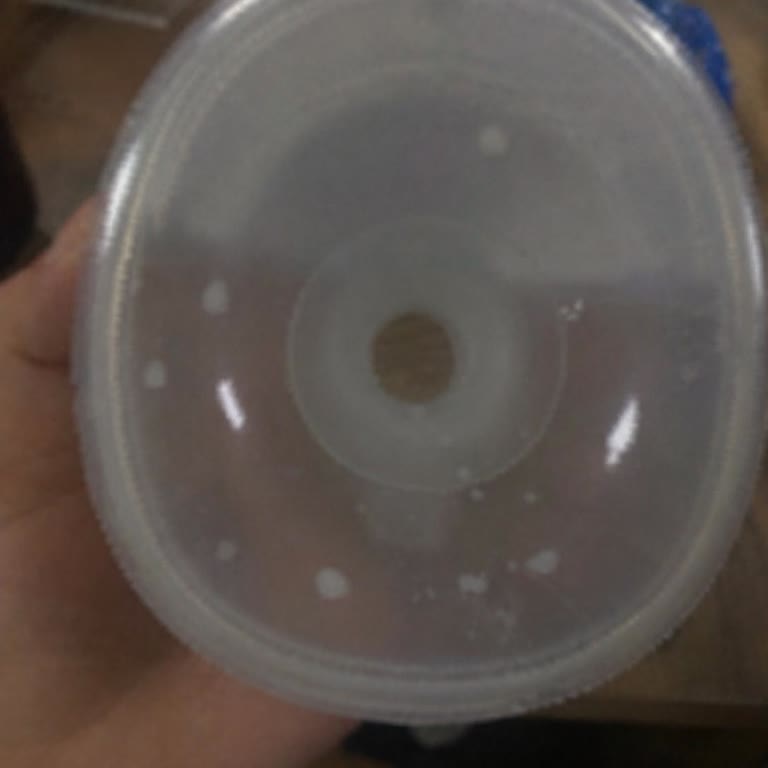 Lansinoh Süt Pompası Süt Döküyor Ve Yetersiz Çözüm Sunuluyor