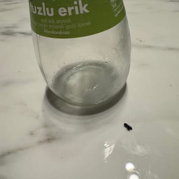 Avşar Tuzlu Erikli Maden Suyunda Böcek Tespiti