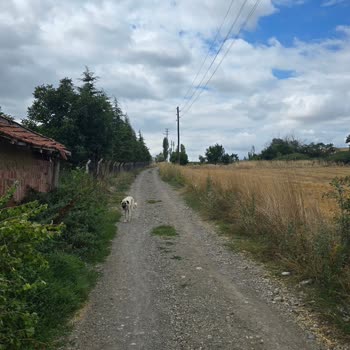 Uçuş Sırasında Bağlantı Kesilmesi Nedeniyle Garanti Dışı Bildirimi Ve Telefon Yanıtı Olmaması