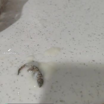 Arı Mama Pirinç Unu'nun İçerisinden Kertenkele Çıktı