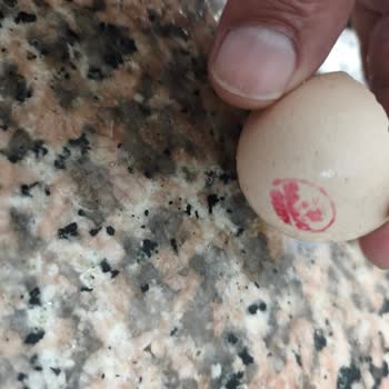 Özkuruşlar İdris Emmi Gezen Tavuk Yumurtası Bozulmuş ve Gıda Güvenliği Riski Oluşturuyor